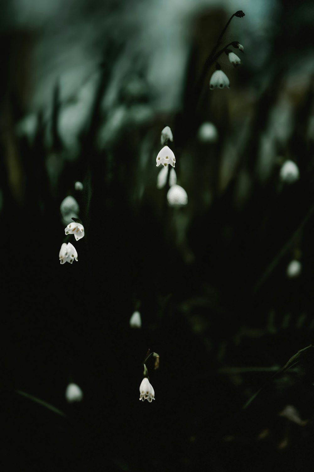 a group of white flowers sitting on top of a lush green field