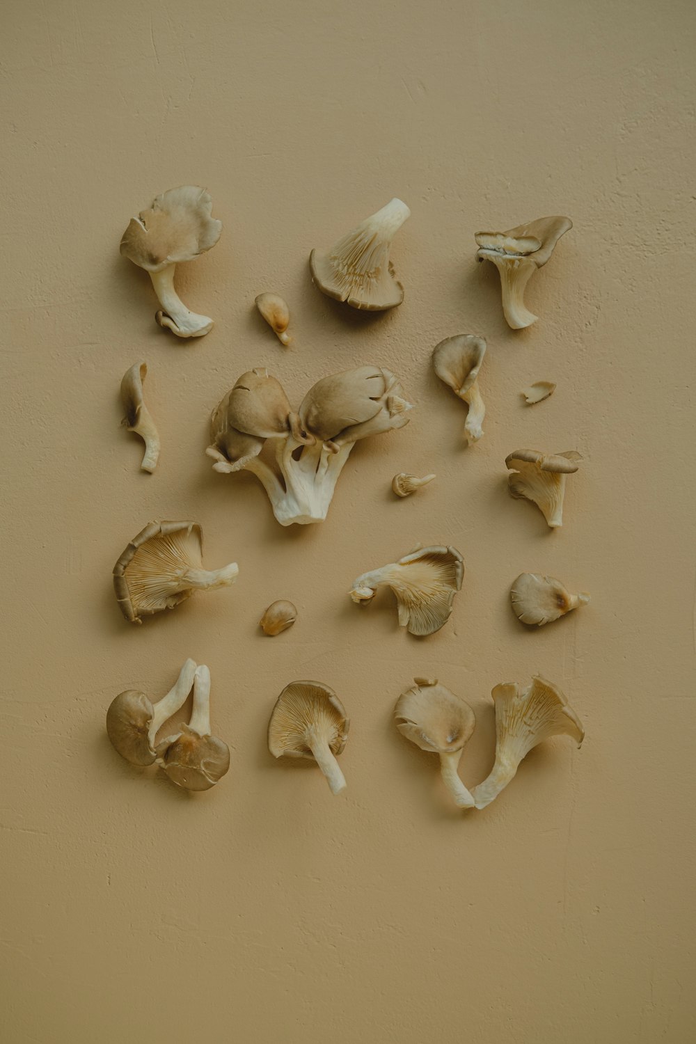 a group of mushrooms on a brown surface