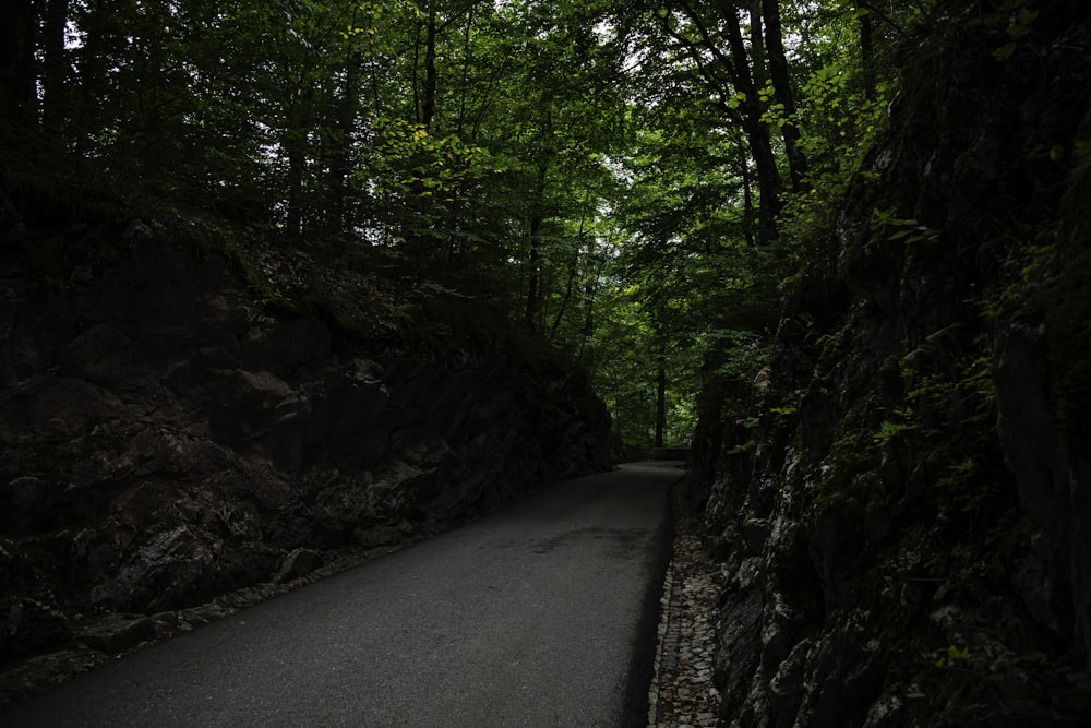 Uma estrada no meio de uma floresta verde exuberante