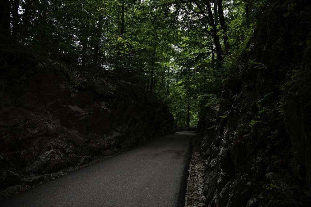 a road in the middle of a lush green forest