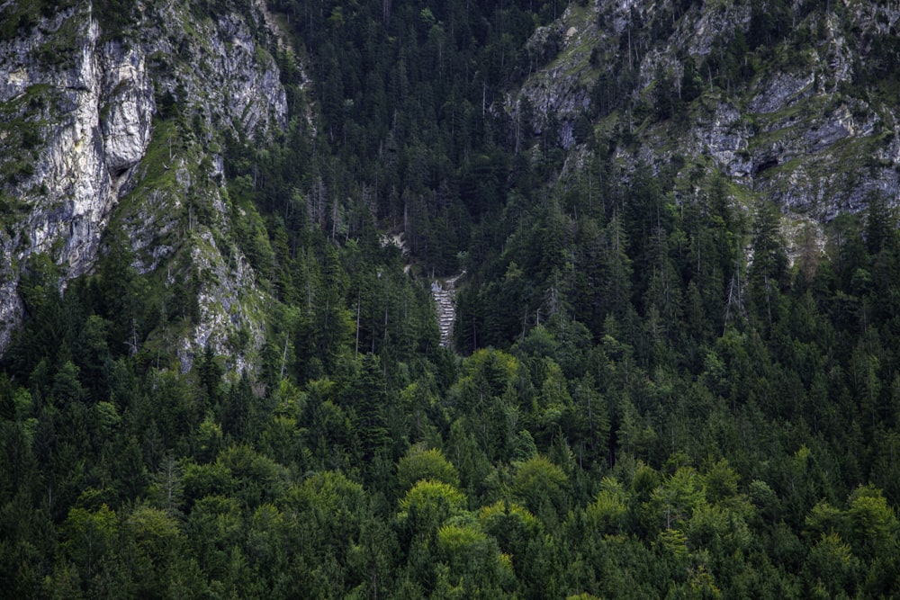 uma grande montanha com uma floresta abaixo dela