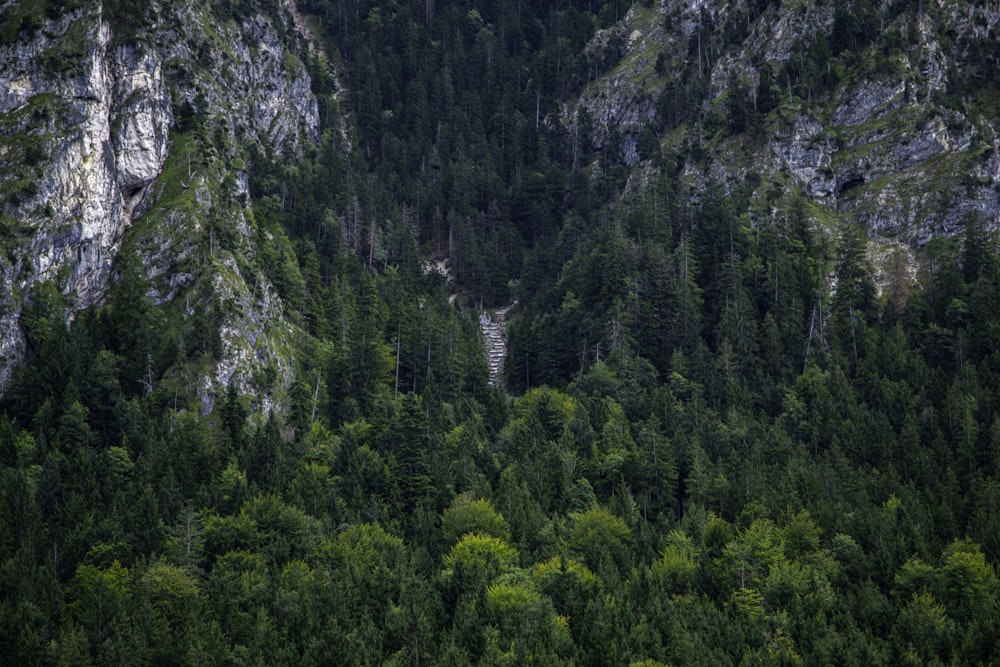 une grande montagne avec une forêt en contrebas