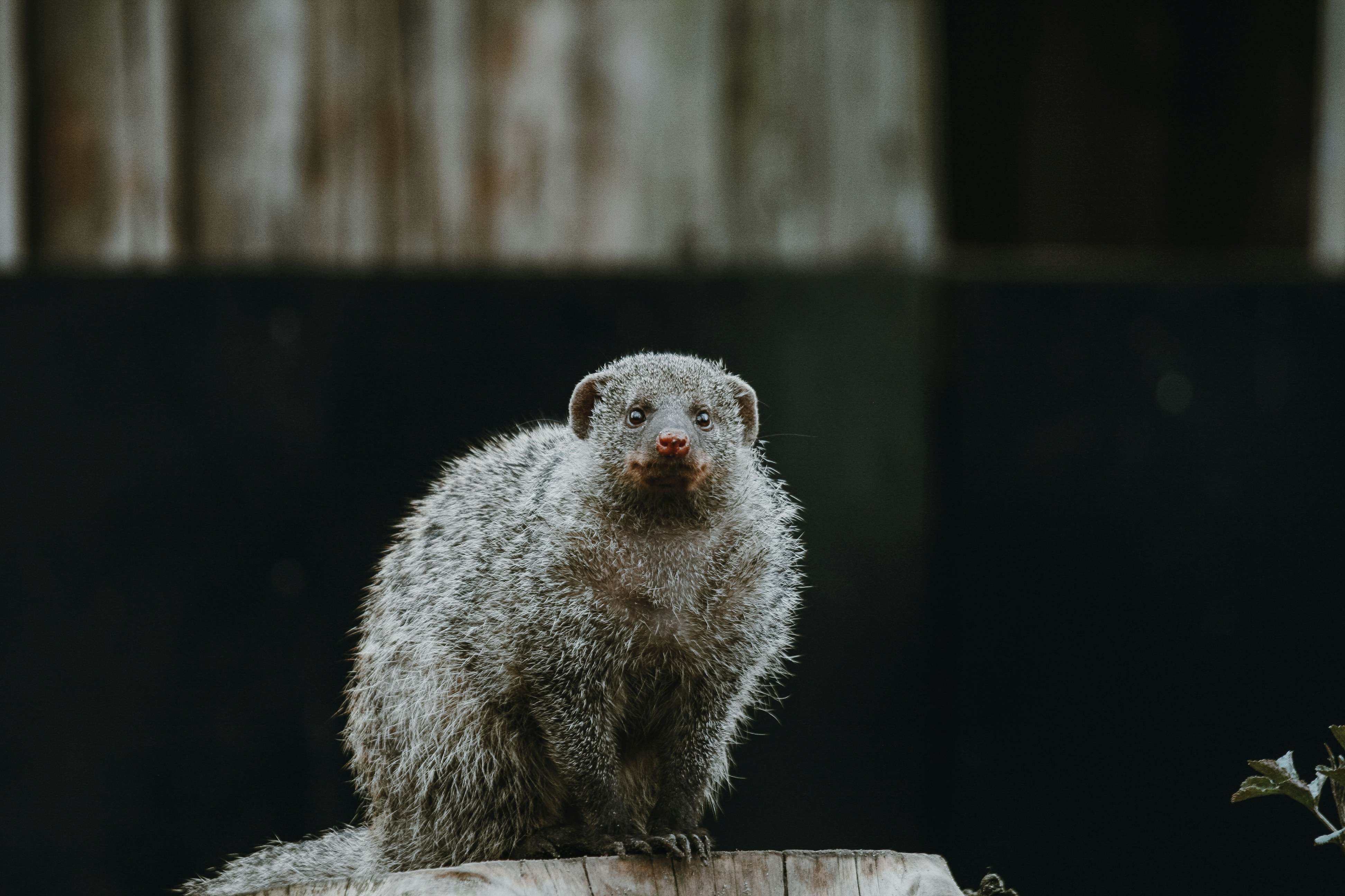 a furry animal sitting on top of a tree stump