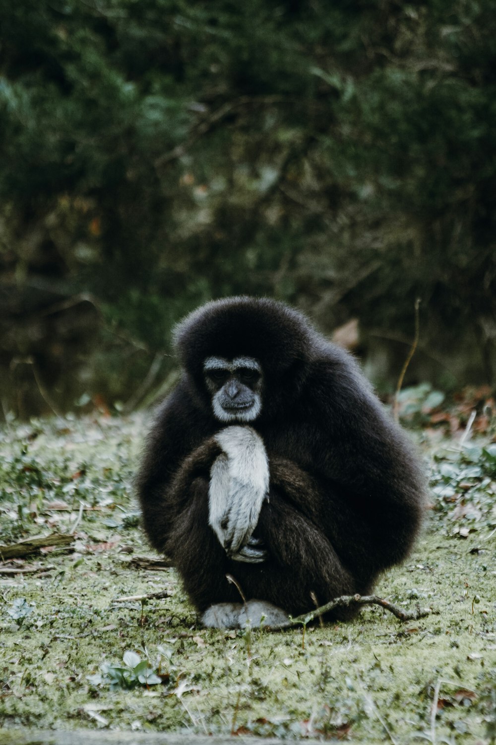 a black and white monkey sitting on the ground