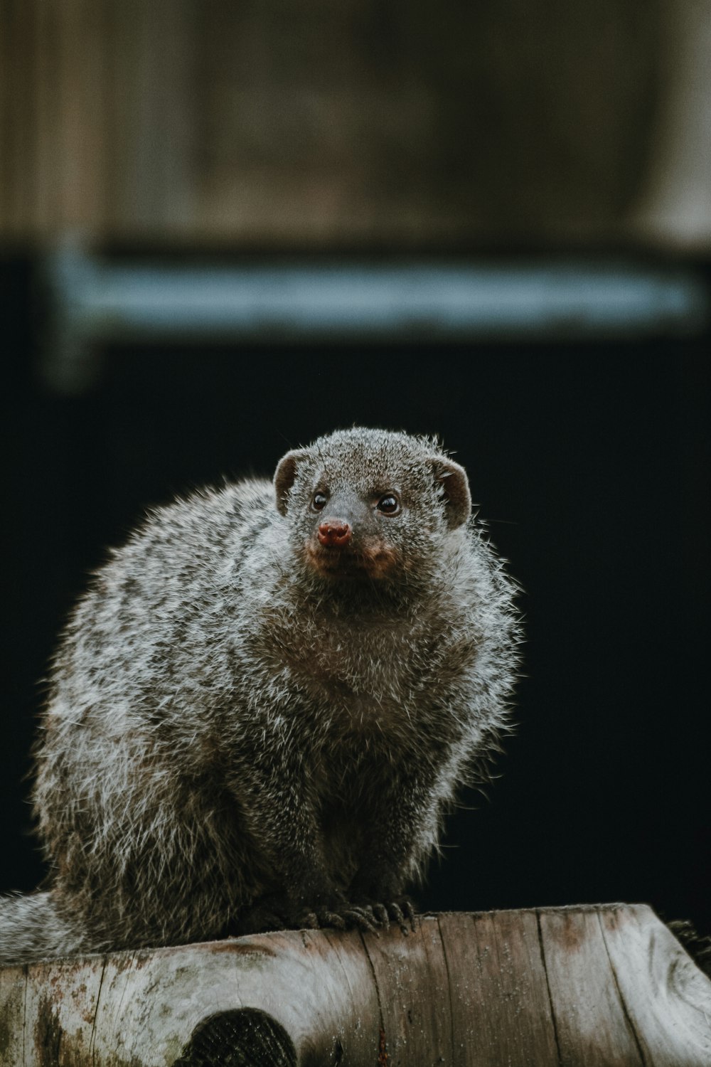 a small animal sitting on top of a piece of wood