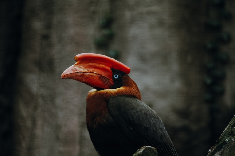 a bird with a red head and orange beak