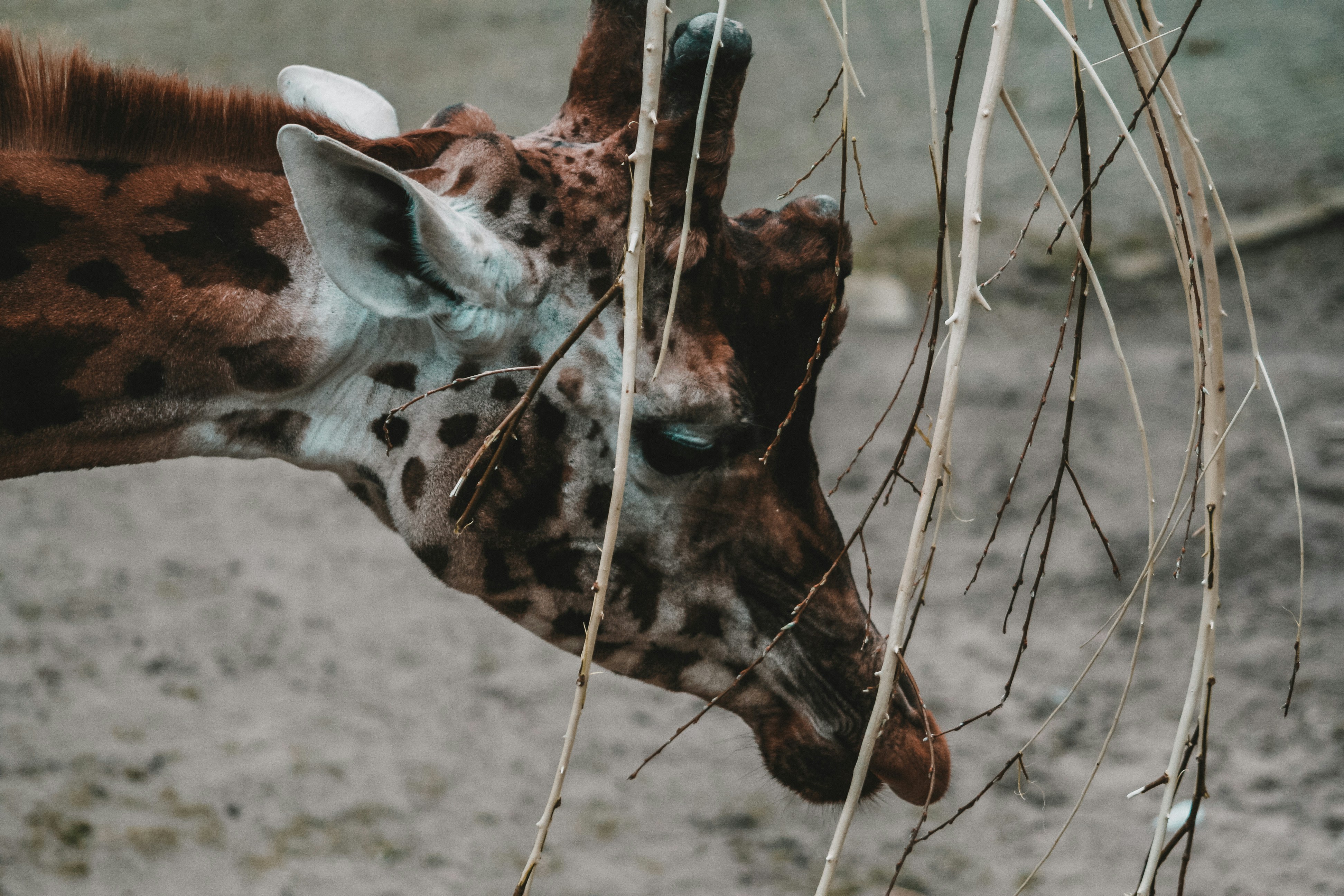 a close up of a giraffe eating from a tree