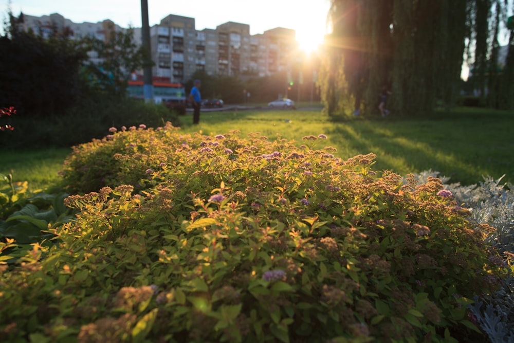 Le soleil brille à travers les arbres du parc