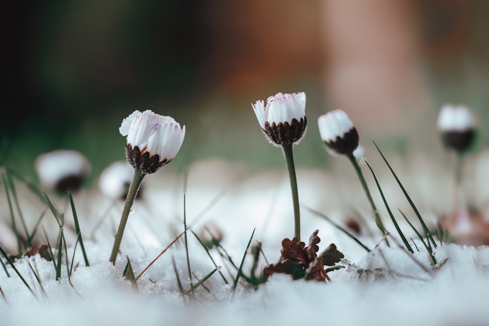 un grupo de flores blancas sentadas en la parte superior de un suelo cubierto de nieve