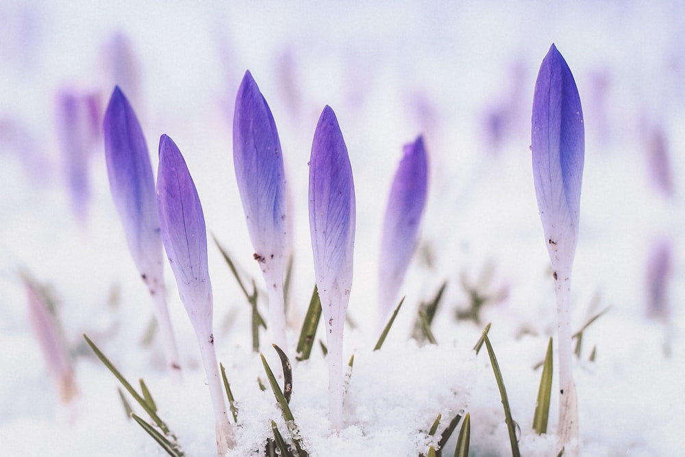 um grupo de flores roxas na neve