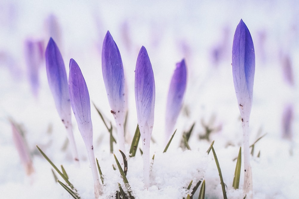 a group of purple flowers in the snow