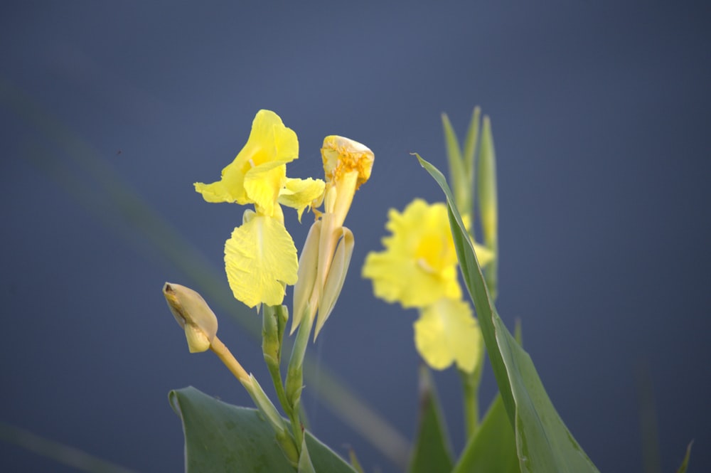 un grupo de flores amarillas con hojas verdes