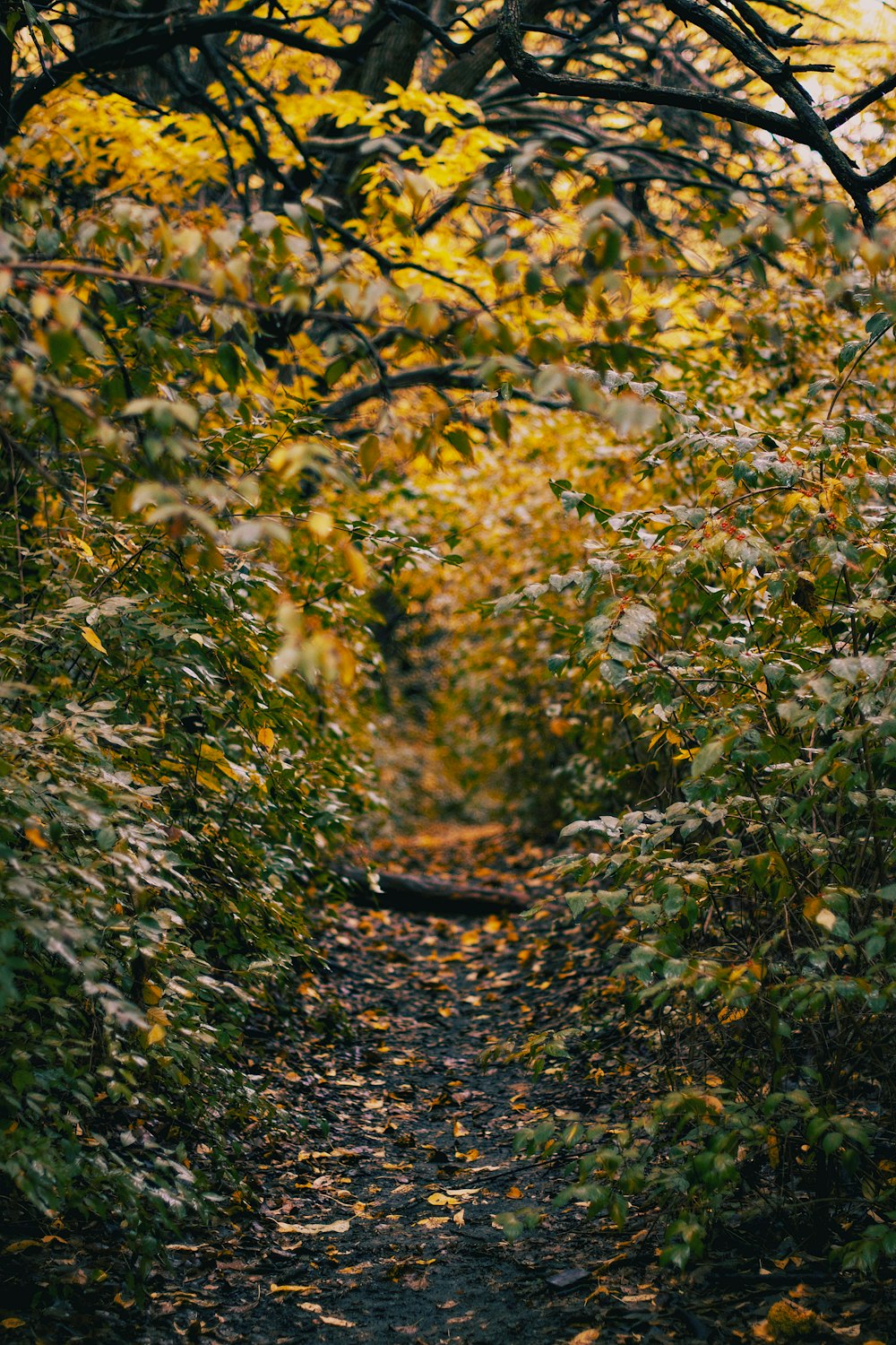 a path through a forest with lots of trees