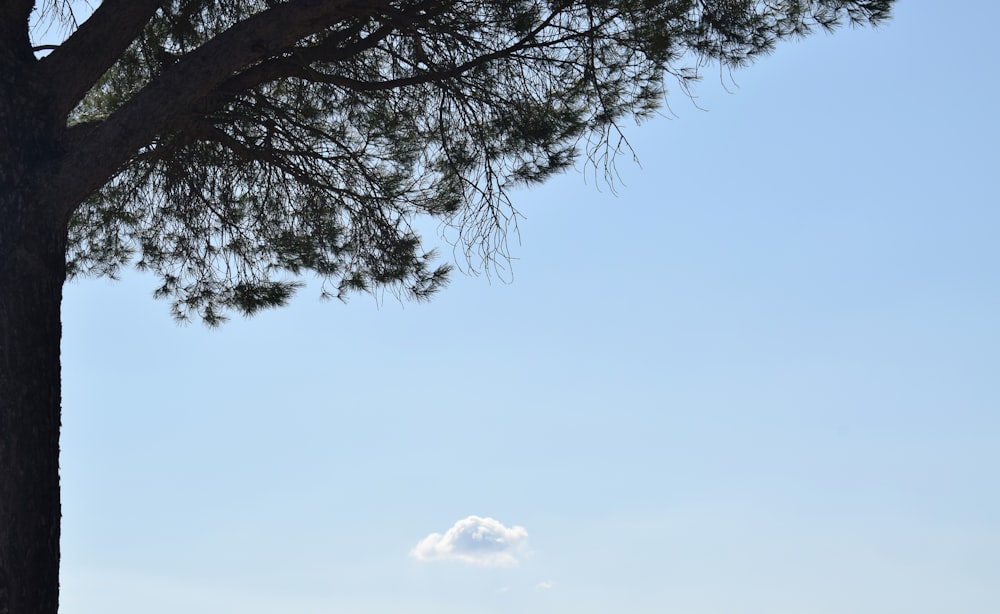 空に浮かぶ雲が一本ある木