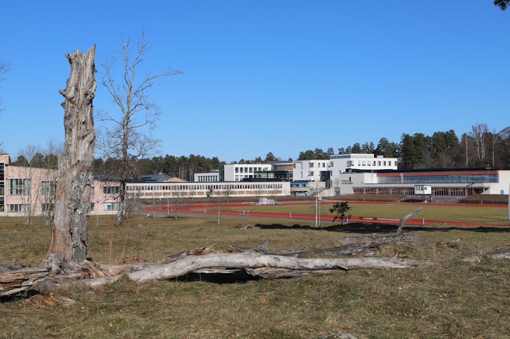 a tree that is in the grass near a building