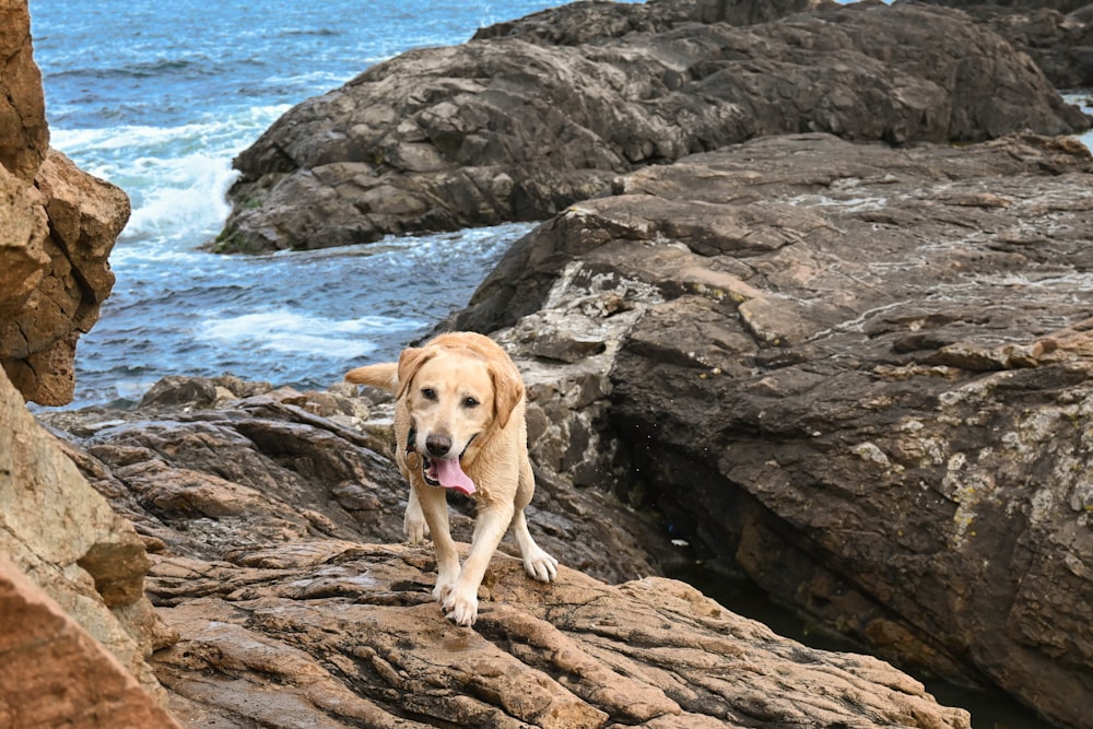 a dog that is standing on some rocks