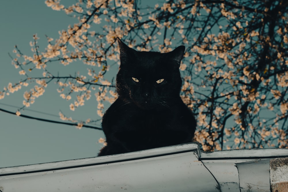 a black cat sitting on top of a roof