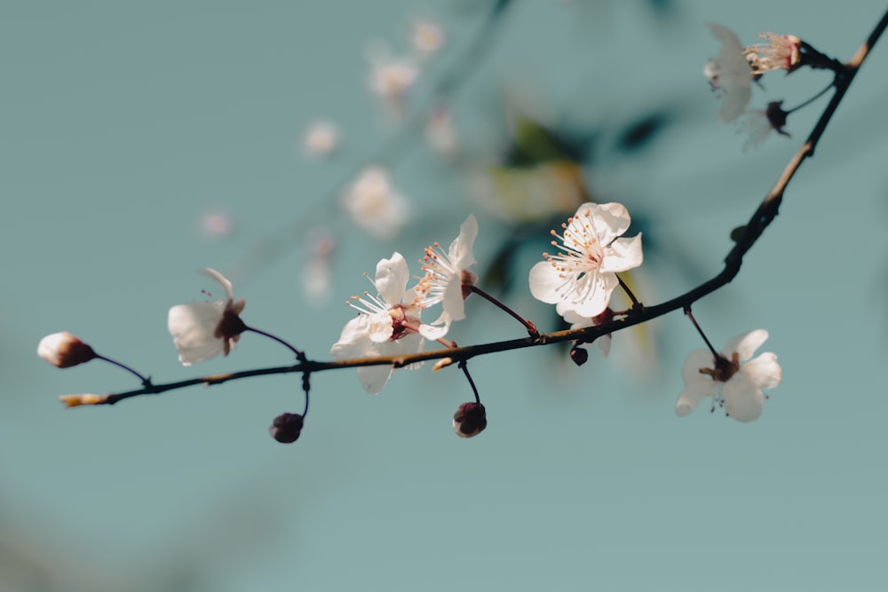 a branch with white flowers on it against a blue sky