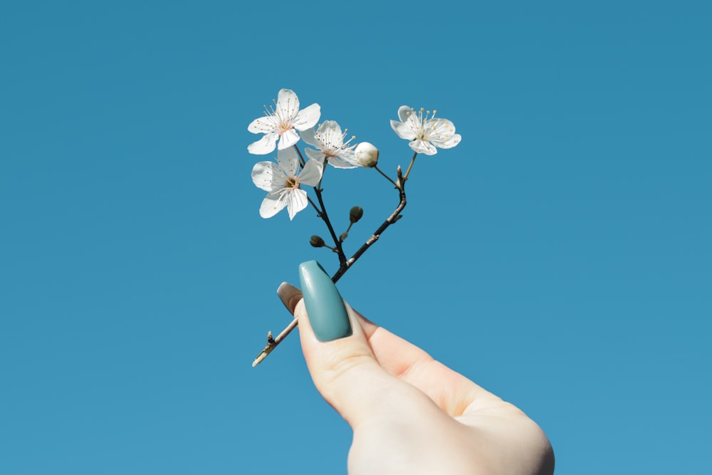 a person's hand holding a small white flower against a blue sky
