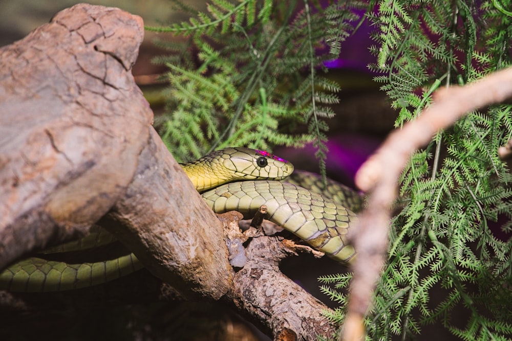 a green snake curled up on a tree branch