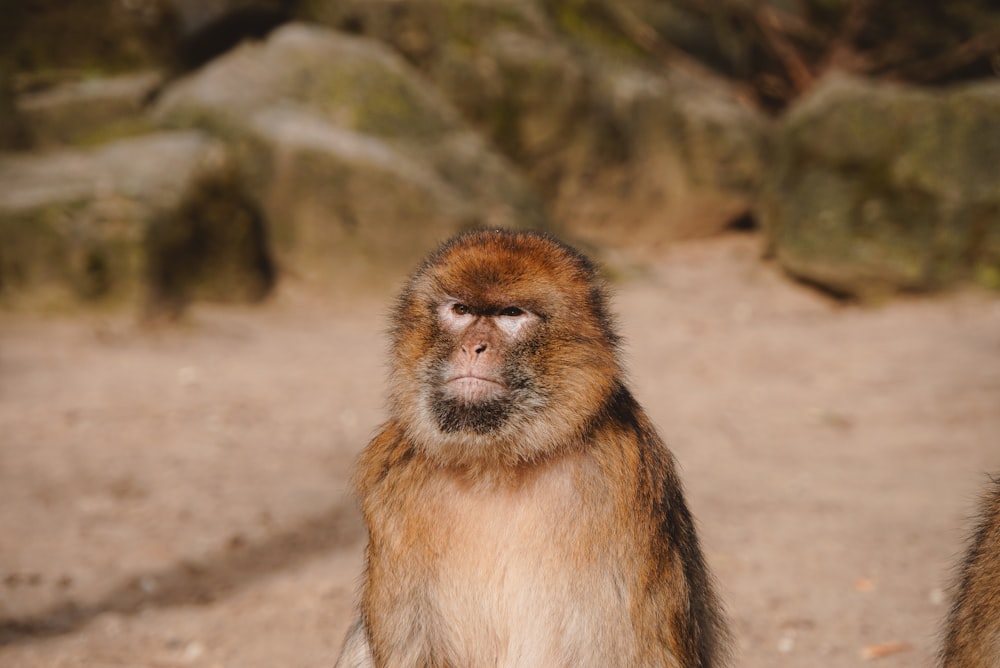 a close up of a monkey on a dirt ground