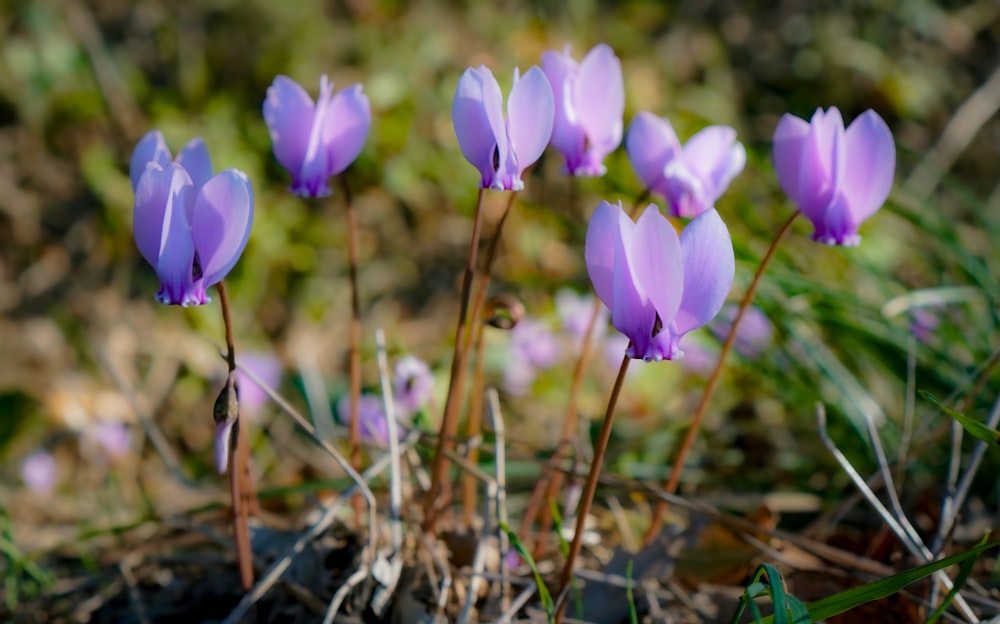 a group of purple flowers growing out of the ground