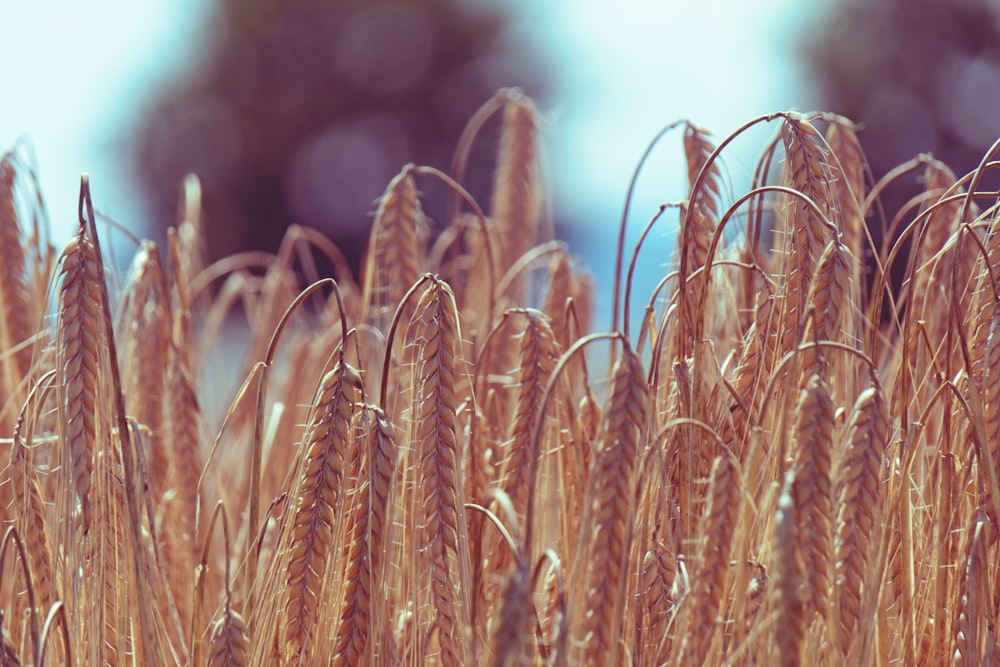 a close up of a field of wheat