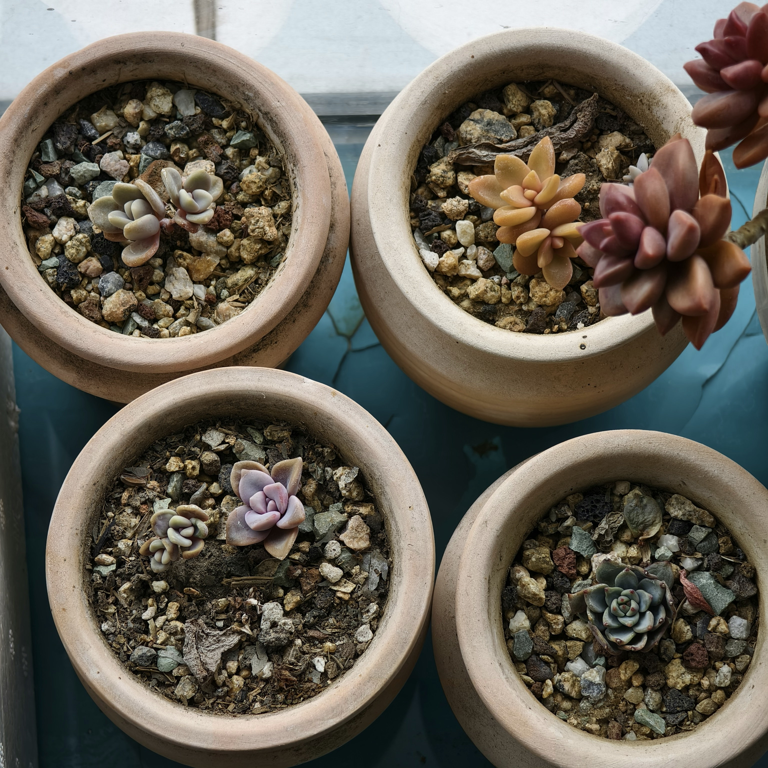 Three colorful rosette echeveria succulents in small terracotta pots arranged on white surface