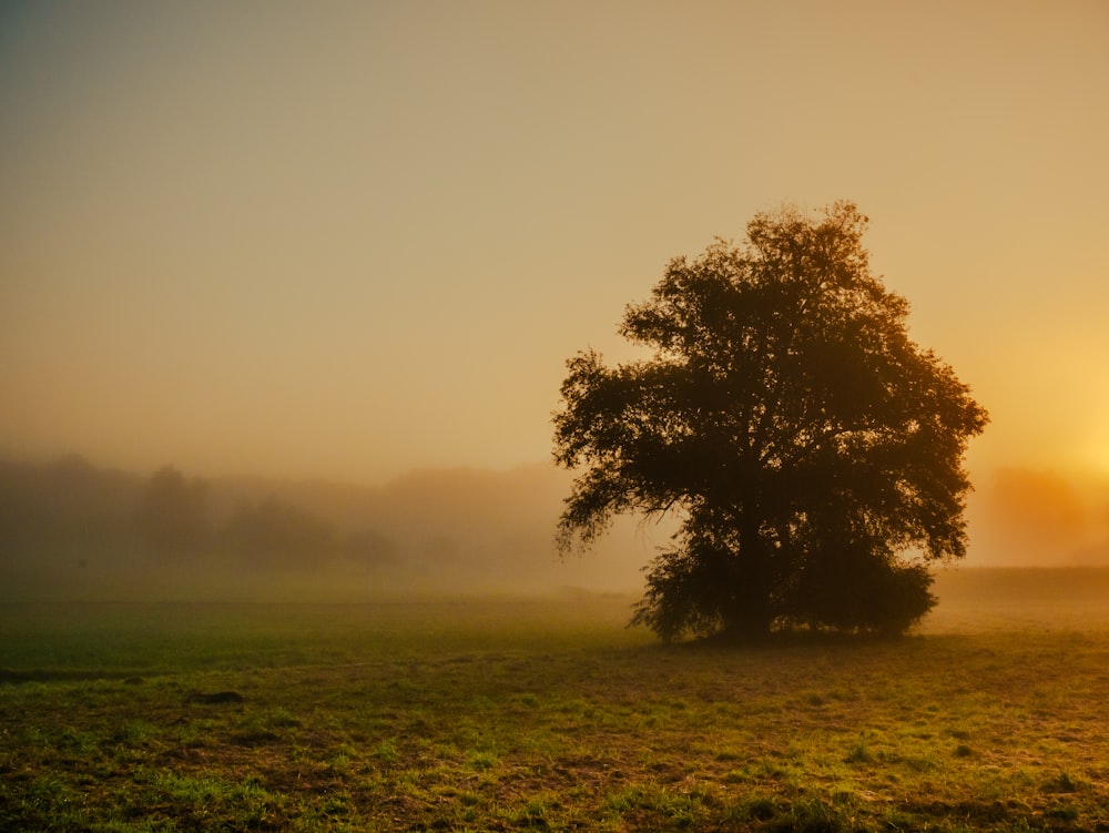 a tree in the middle of a foggy field