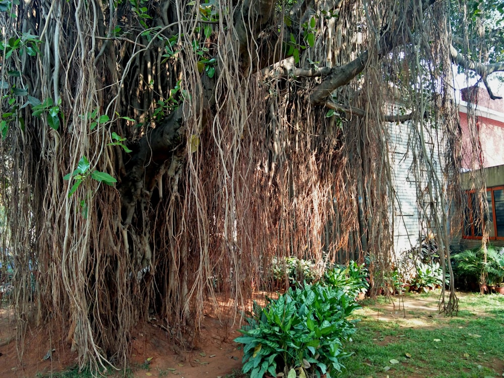 a very large tree with lots of vines on it