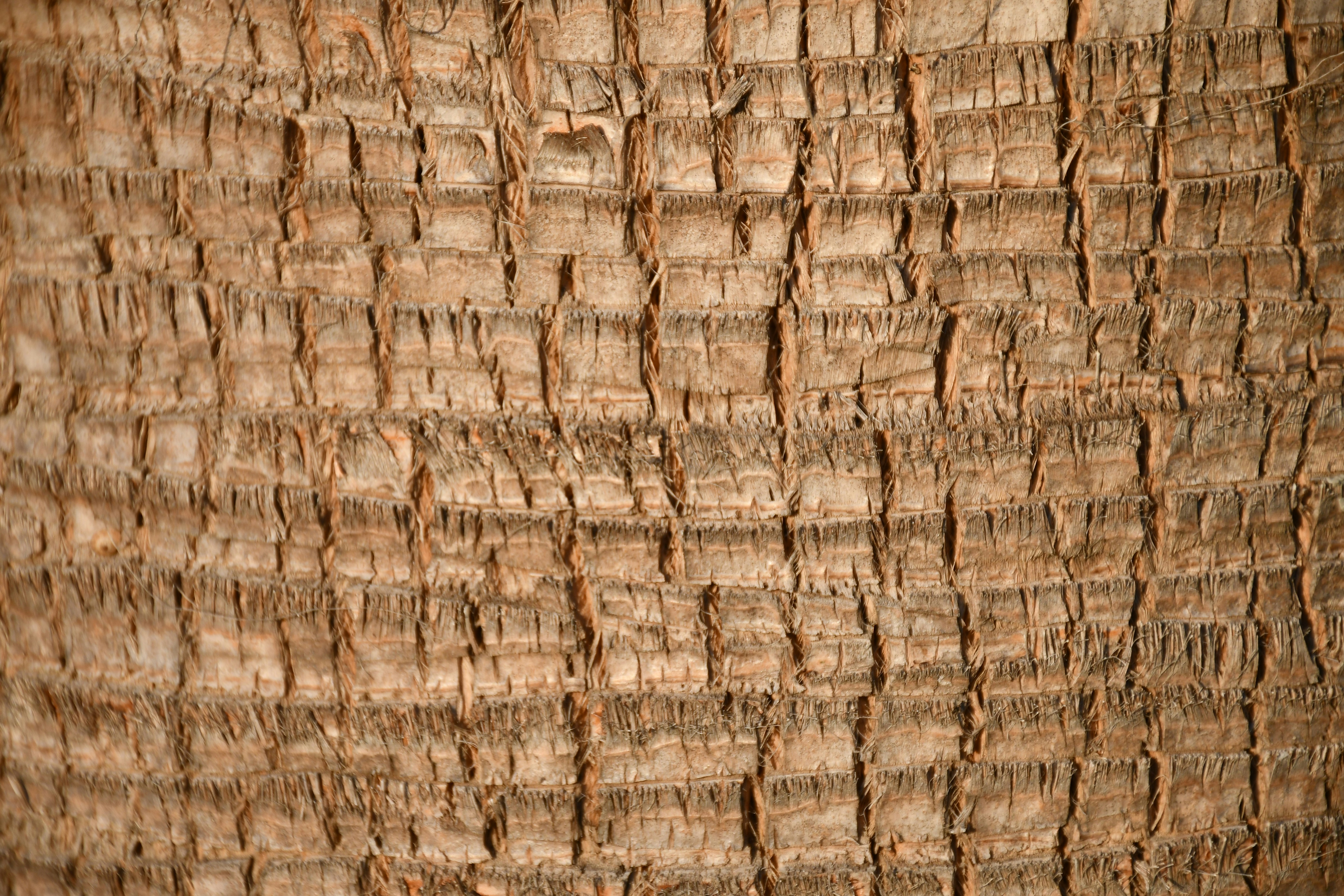 a close up of a palm tree trunk
