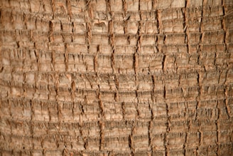 a close up of a palm tree trunk