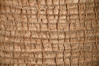 a close up of a palm tree trunk