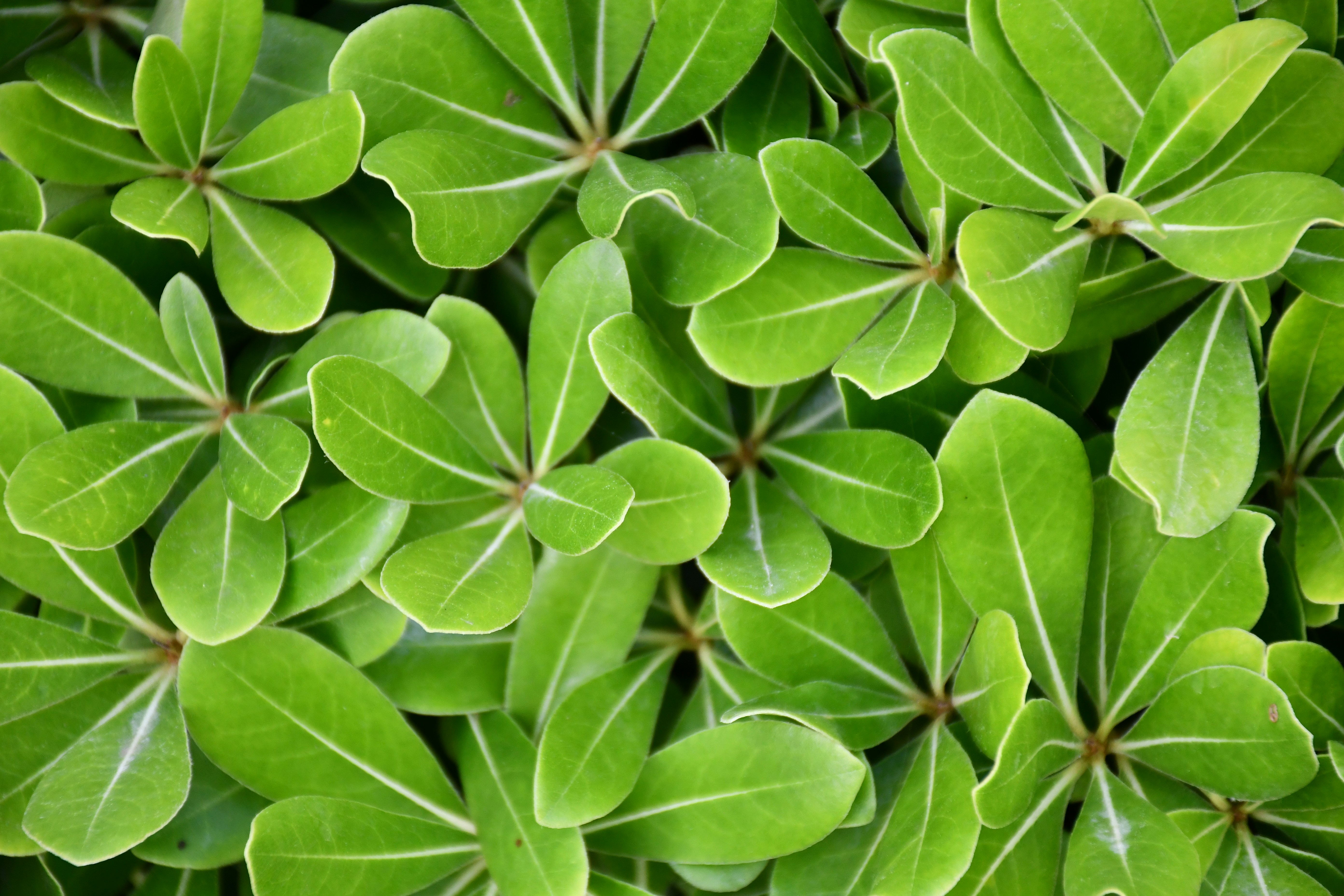 Photo by taraszhuravel