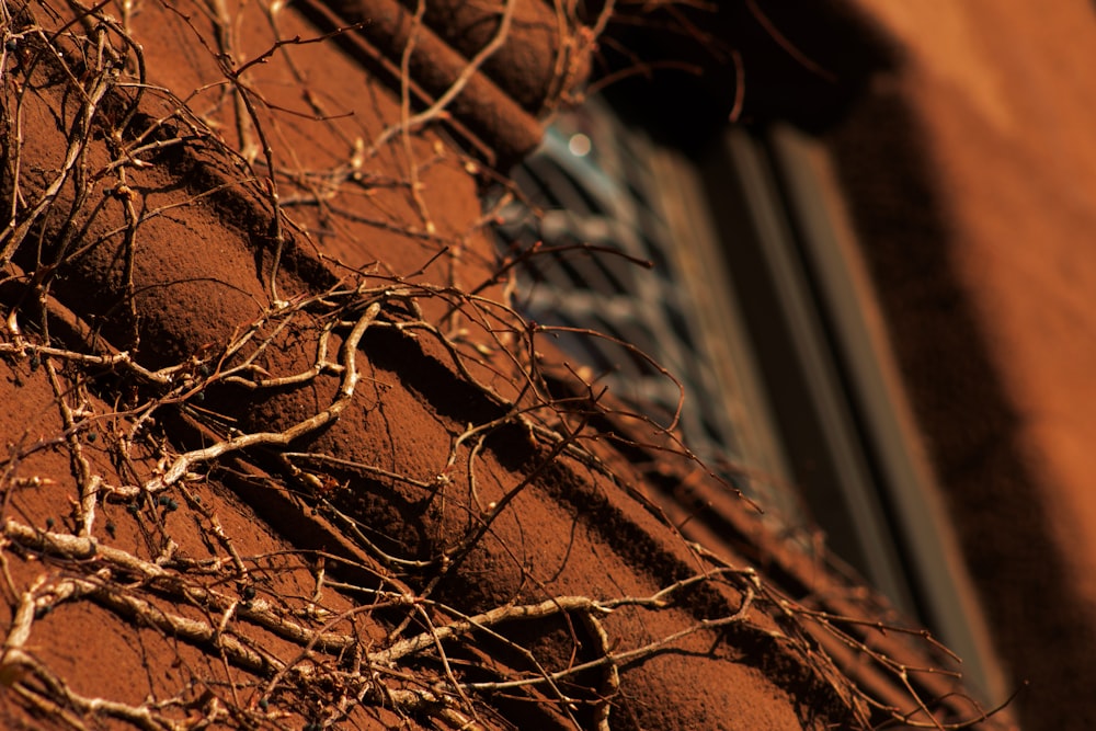 a building with vines growing on the side of it