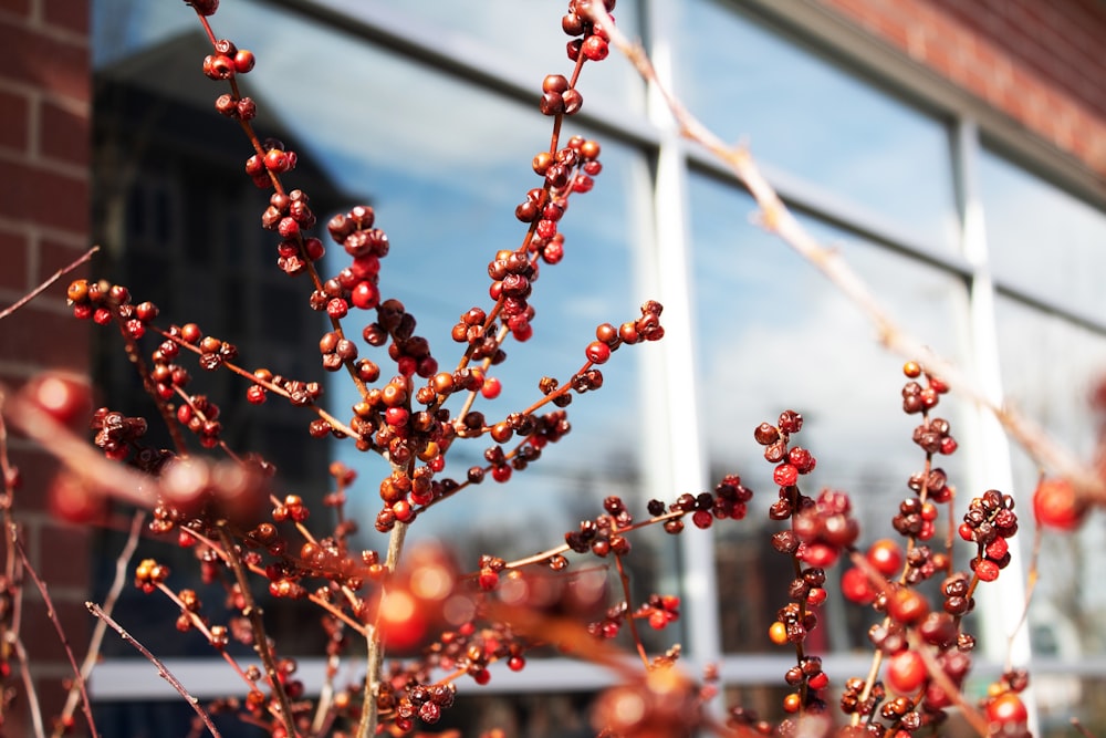 a bush with red berries in front of a window