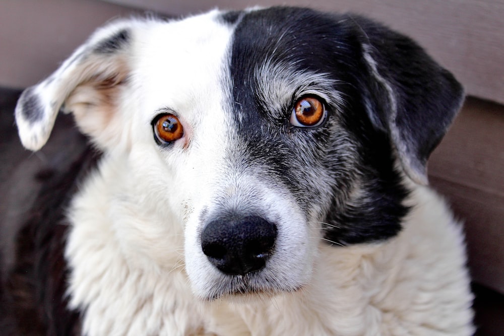 a close up of a dog with orange eyes