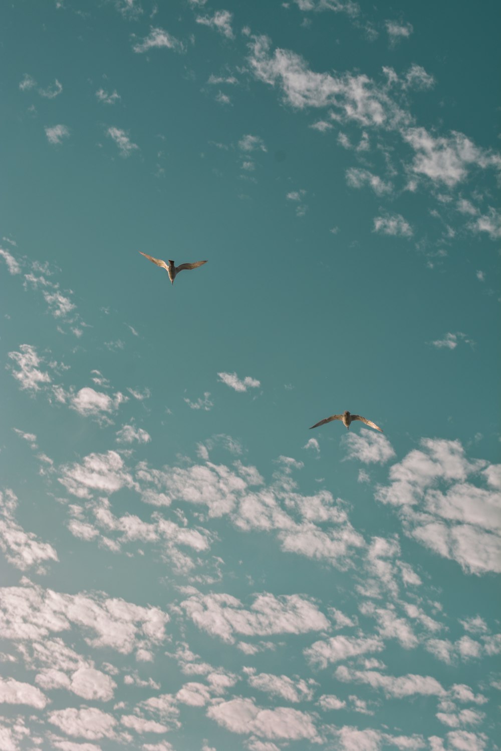 a couple of birds flying through a cloudy blue sky