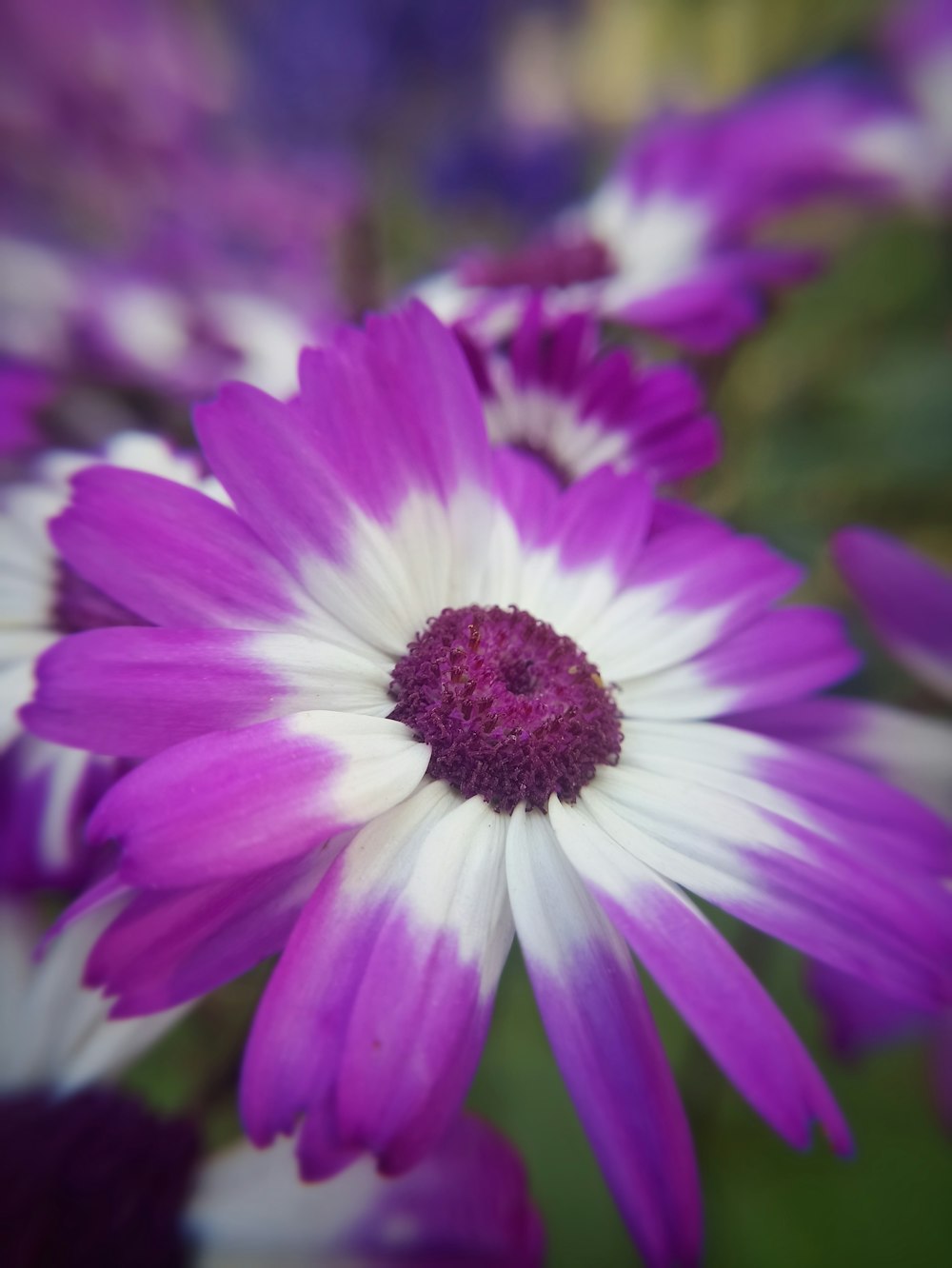 a close up of a purple and white flower