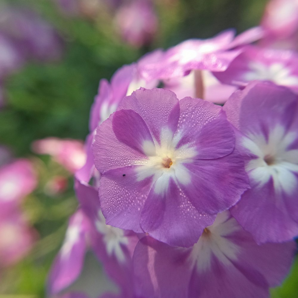 a bunch of purple flowers with white centers