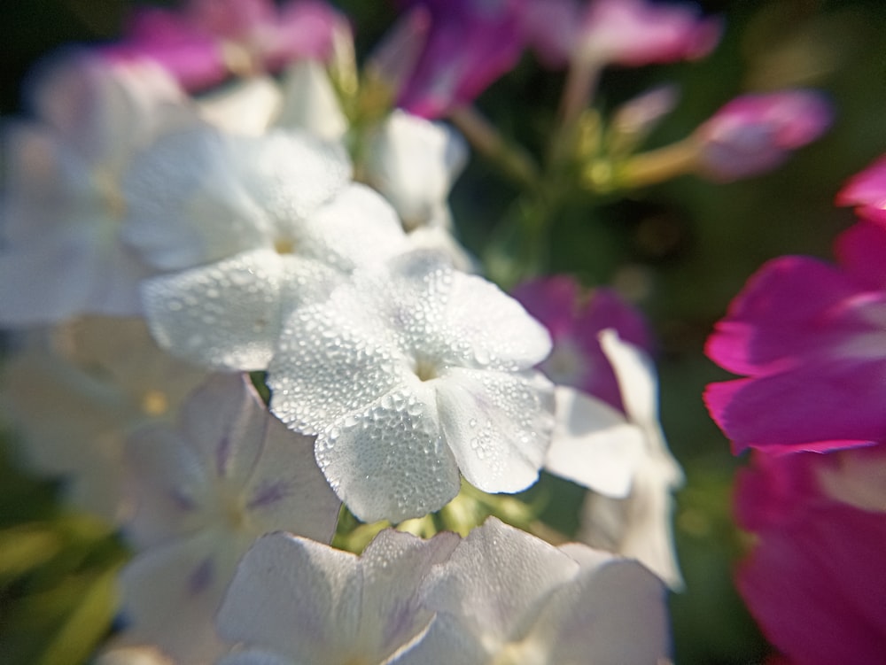 a close up of a white and pink flower
