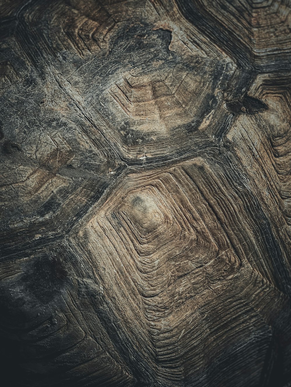 a close up of a tortoise shell