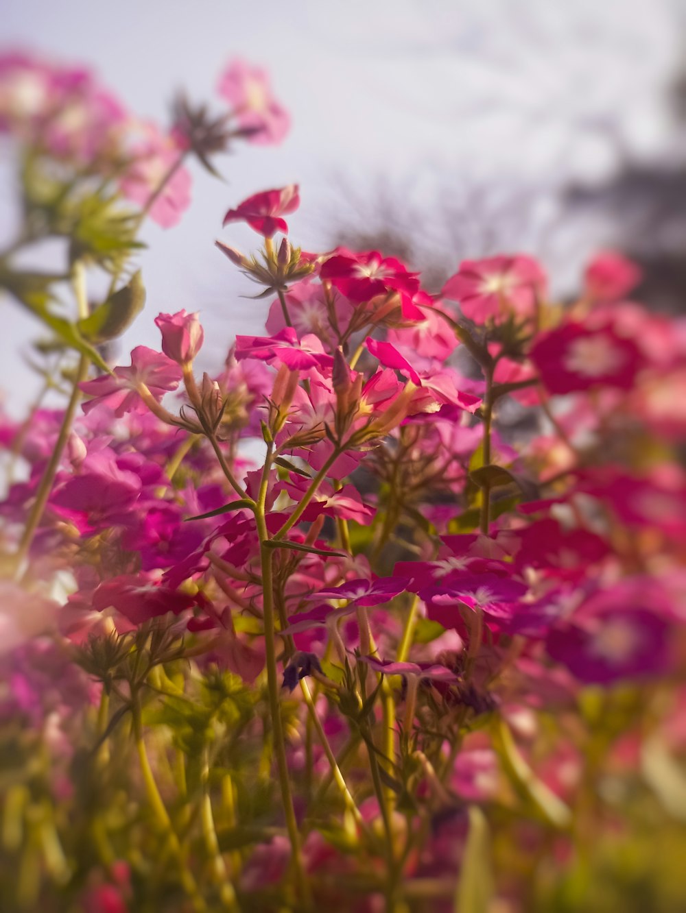 a bunch of pink flowers in a field