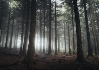 a forest filled with lots of tall trees