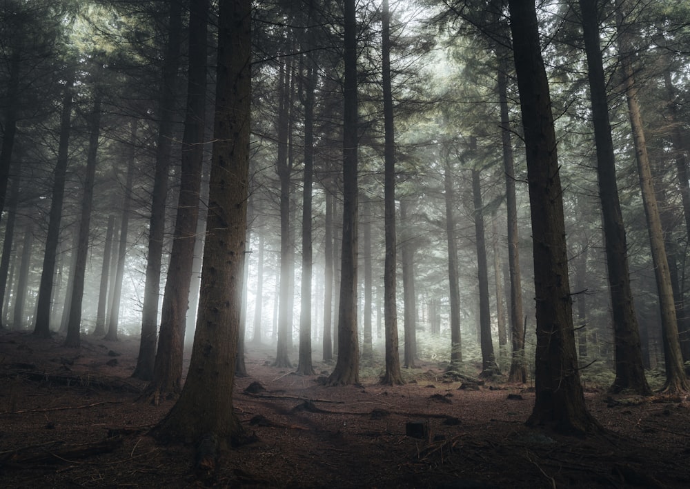 a forest filled with lots of tall trees