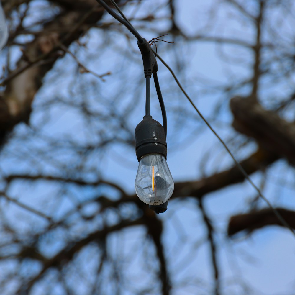 a light bulb hanging from a tree branch