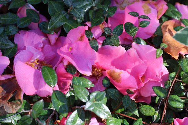 Camélia rose en fleur — les couleurs joyaux du maquillage Clé de Peau Beauté, par la parfumerie Olara