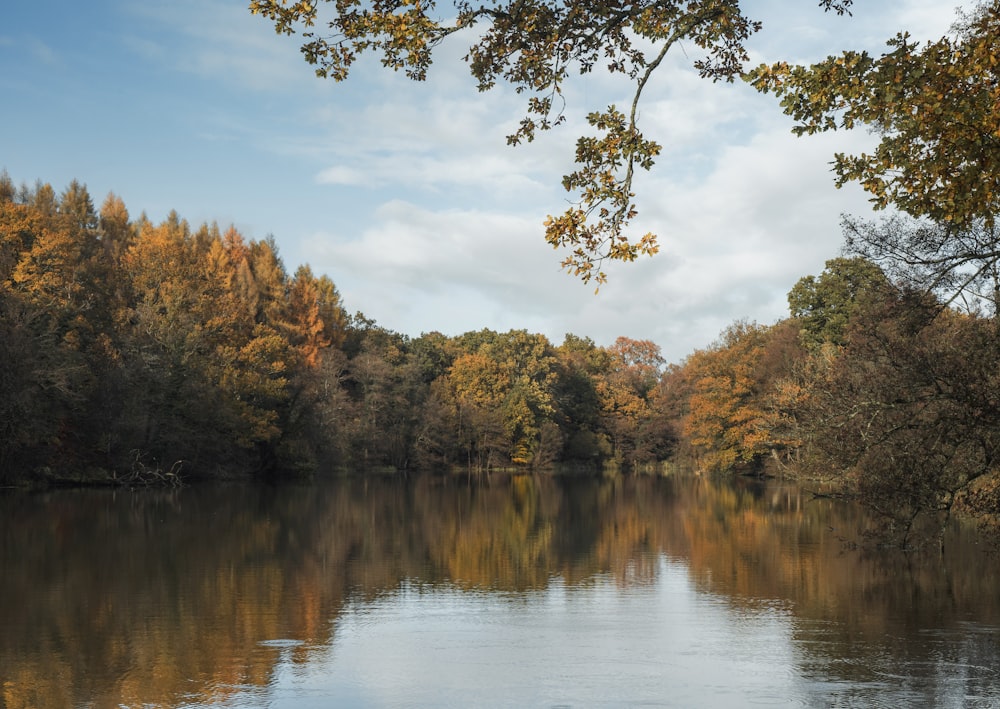 a body of water surrounded by lots of trees