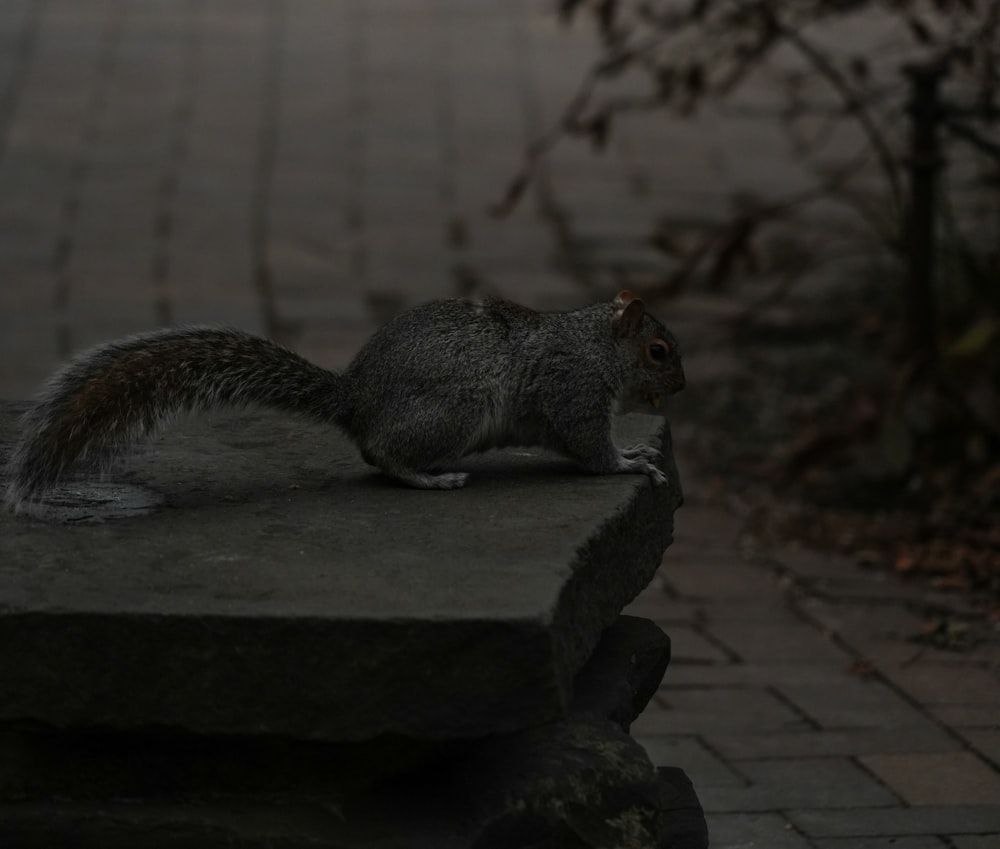 a squirrel is sitting on a stone bench