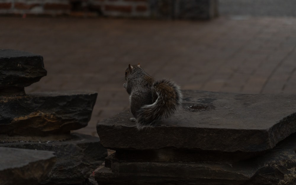 a squirrel is sitting on some rocks and looking up
